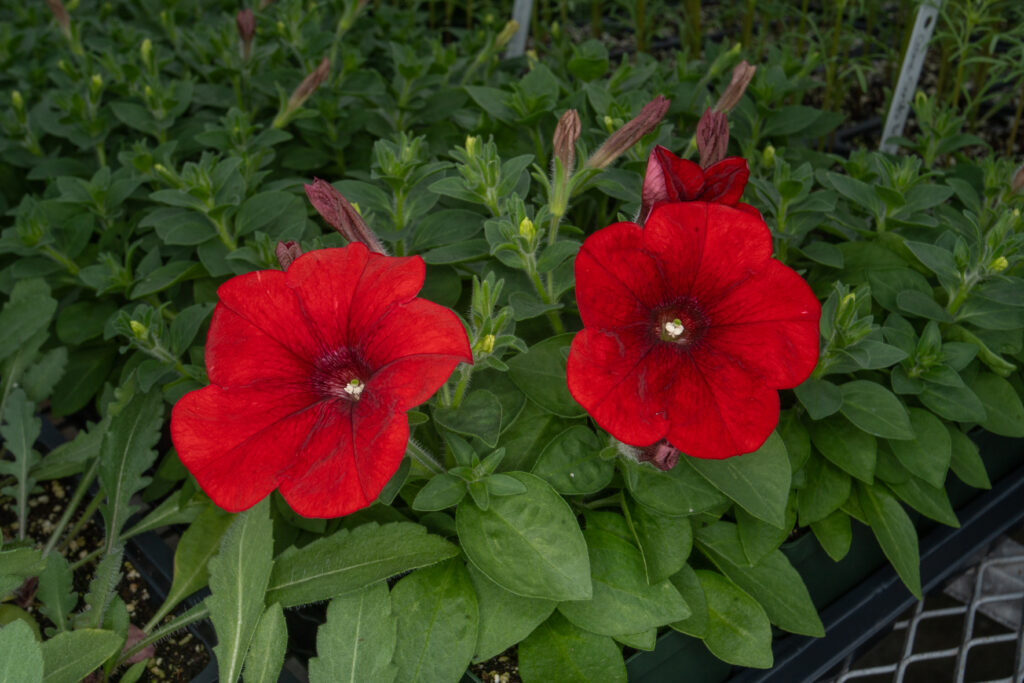 Two red petunia blooms with darker red centers are bright in a sea of dark green leaves.