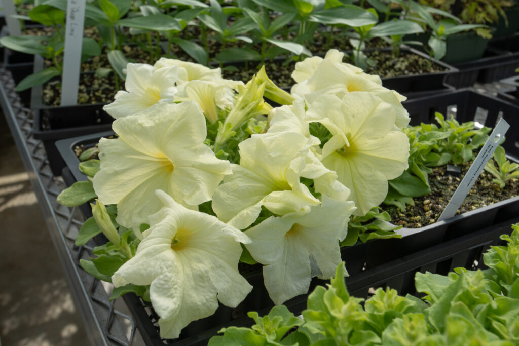 In a nursery tray, soft yellow petunia flowers bloom. There are about 10 blooms and they are large and hang softly. 