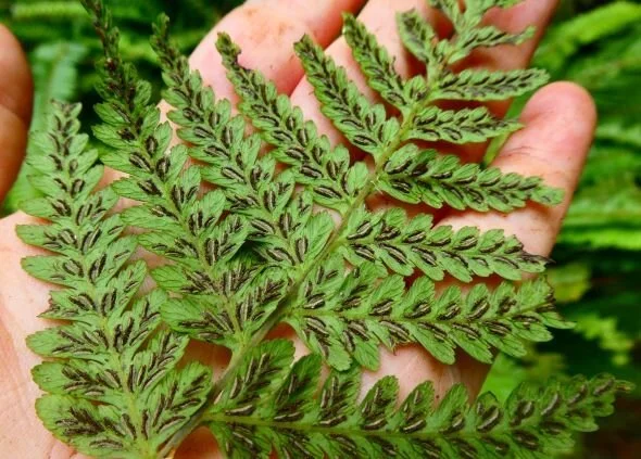 A hand holds a fern leaf covered in small, brown spores.