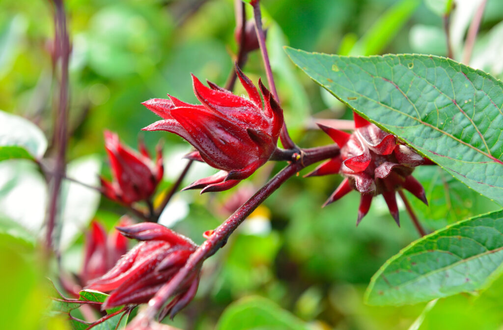 Four dark red, spiky and pointed bulbs are attached to a thin branch with leaves around them.