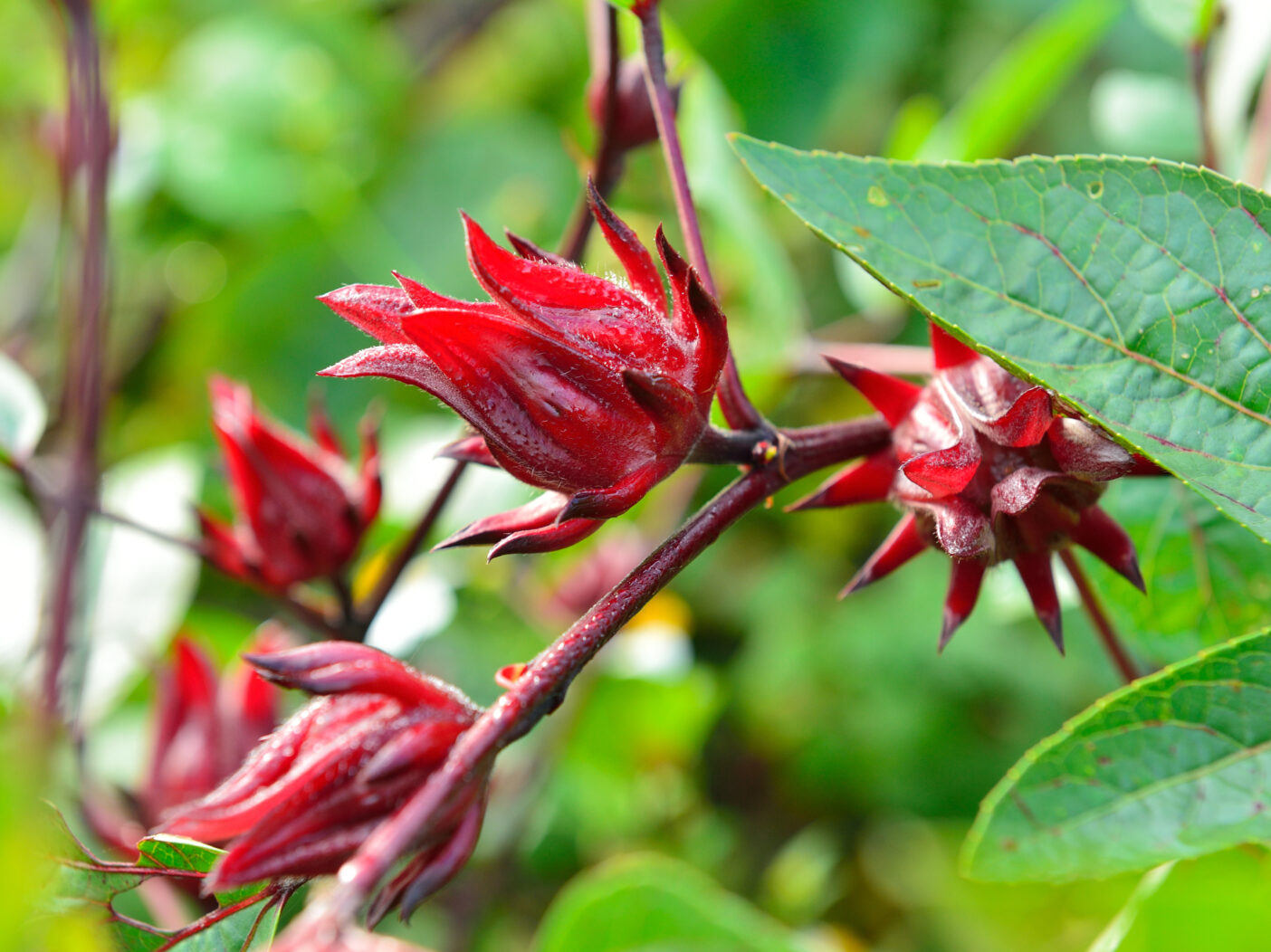 Four dark red, spiky and pointed bulbs are attached to a thin branch with leaves around them.