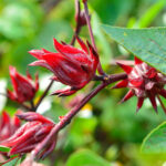 Four dark red, spiky and pointed bulbs are attached to a thin branch with leaves around them.