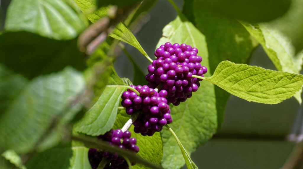 Surrounded by light green leaves, beauty berries cluster together like bright purple grapes on a branch.