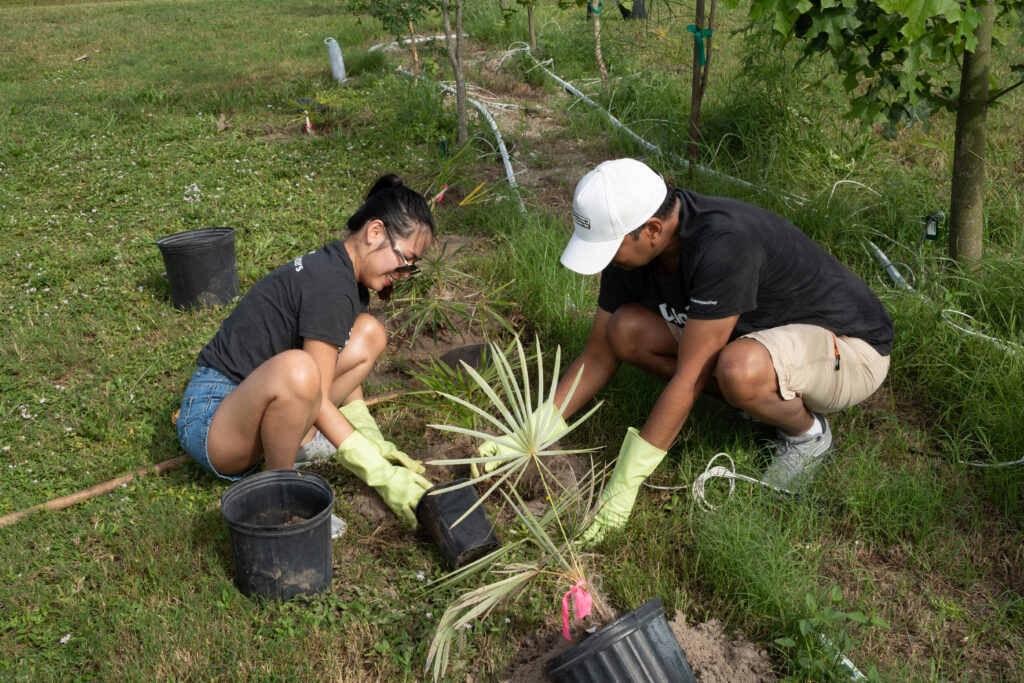 Two people squat on the ground and move a small plant from a growing pot into a hole in the ground.
