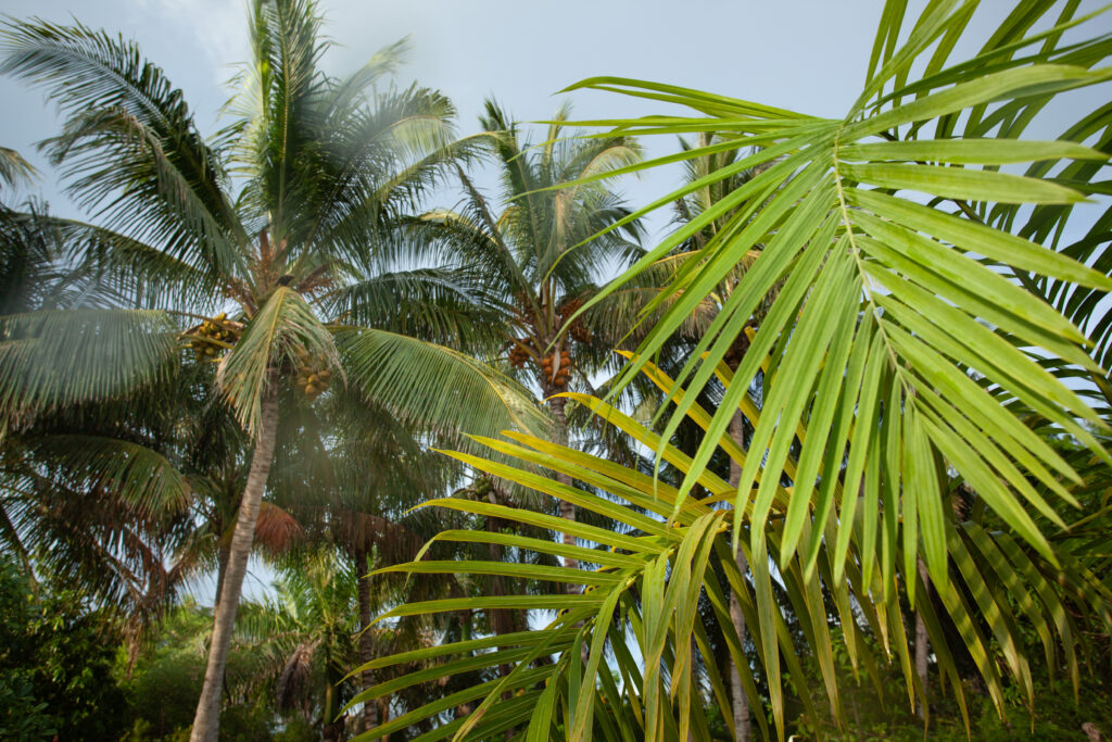 Palm branches and trees fill the frame with some branches close and trees in the background.