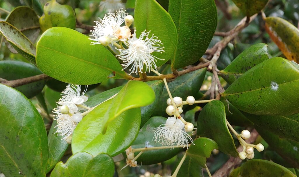 Branches of thick, oval shaped leaves surround a cluster of white flower buds and blooms. The blooms resemble pom poms or fireworks.
