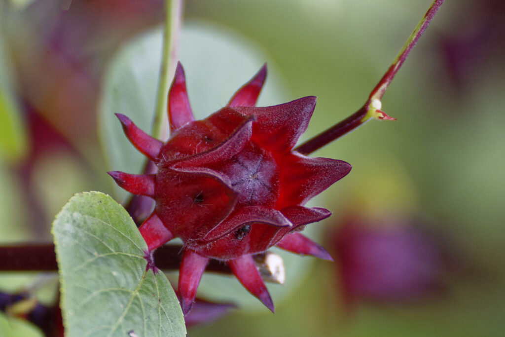 Next to a green leaf, a small, deep red calyces resembles the shape of a flower with points. It is bulb shaped.