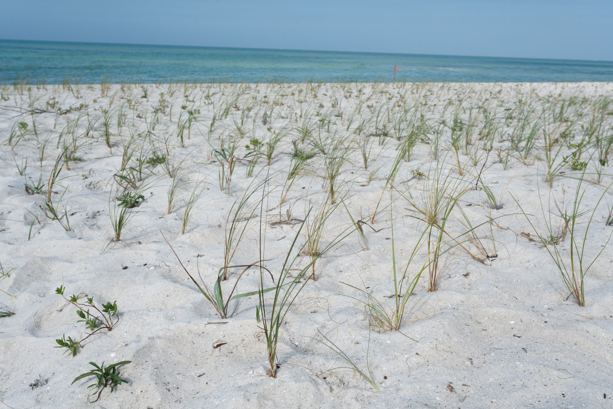 Rows of tall clumps of grass are spread out across a beach with the ocean in the background.