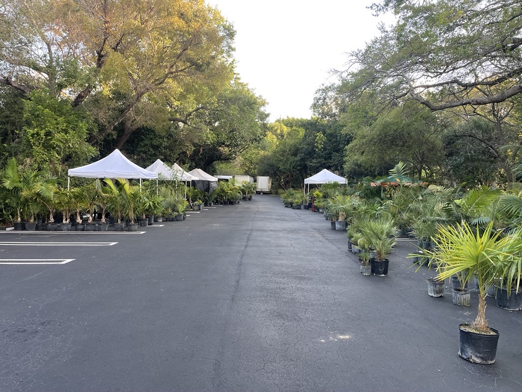 A large parking lot space with trees surrounding the space is full of potted palm trees lined up and organized for a sale. There are five white pop-up tents providing some shade over the plants.
