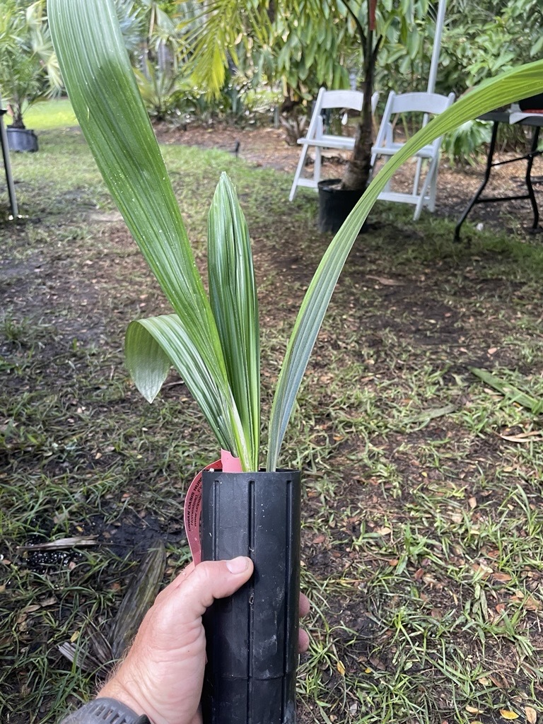 A small palm tree seedling in a growing container held in a person's hand.
