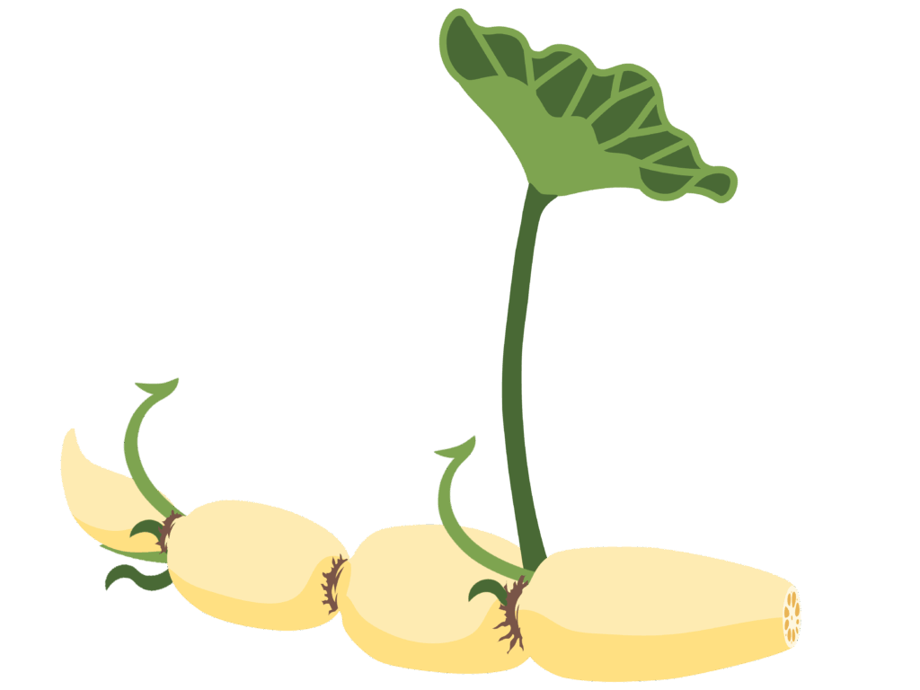 An illustration of a lotus rhizome with two small sprouts and one large sprout and leaf coming out of it. The rhizome is pale in color and is made up of four linked sections. 