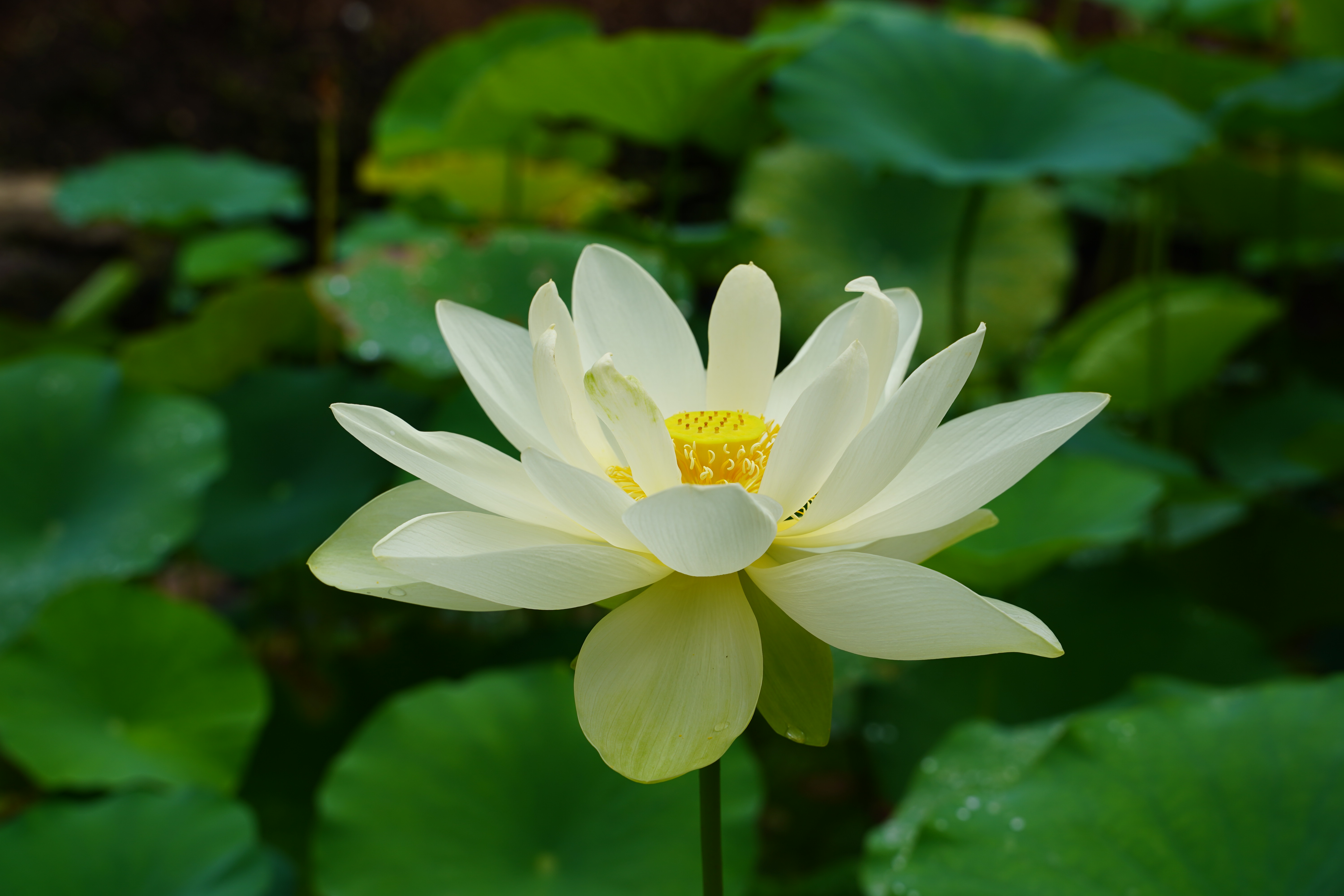 A large, white lotus flower with a bright yellow center blooms above the water. There are lotus leaves in the background. 