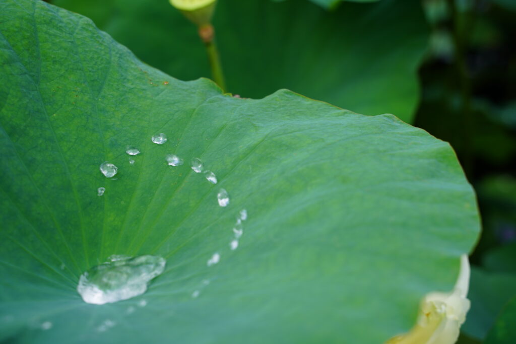 A close up image of a lotus leaf shows water beading up on the surface of the dry leaf.