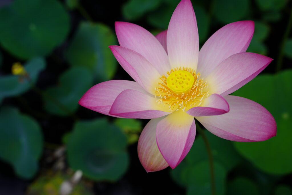 A large, pink lotus flower with a bright yellow center blooms above the water. There are lotus leaves in the background.