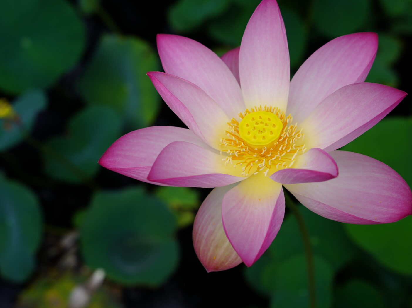 A large, pink lotus flower with a bright yellow center blooms above the water. There are lotus leaves in the background.