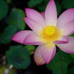 A large, pink lotus flower with a bright yellow center blooms above the water. There are lotus leaves in the background.