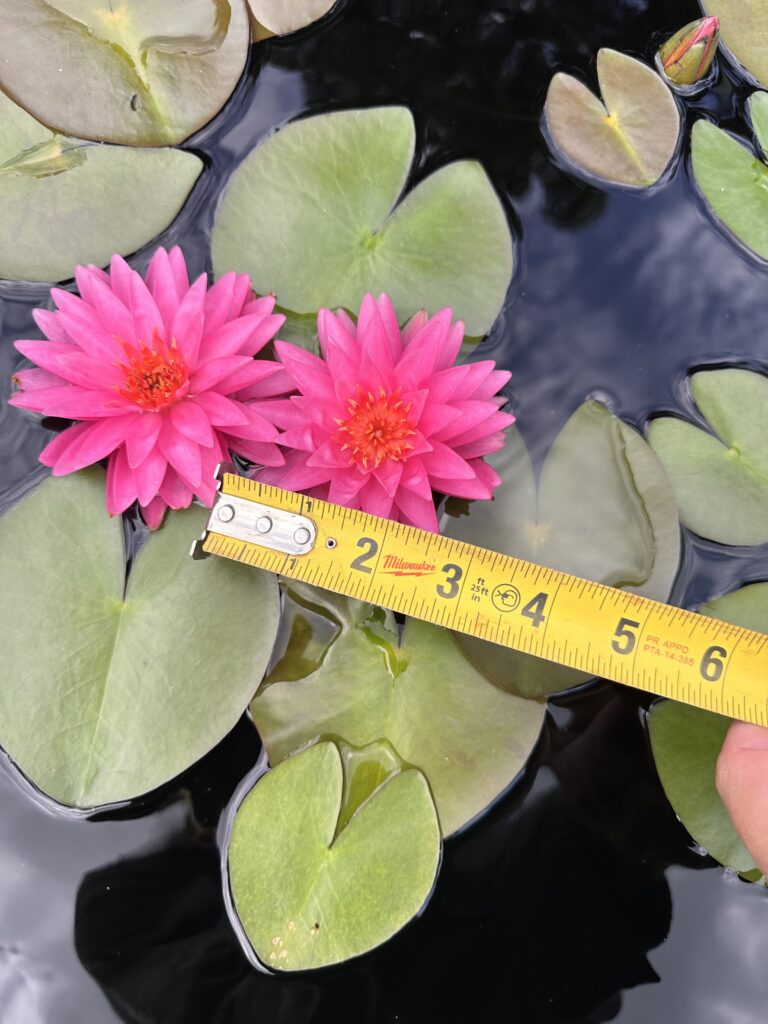 A measuring tape is used to show the size and scale of two pink waterlily blooms. They are about three inches in diameter and are nestled among small lily pads.