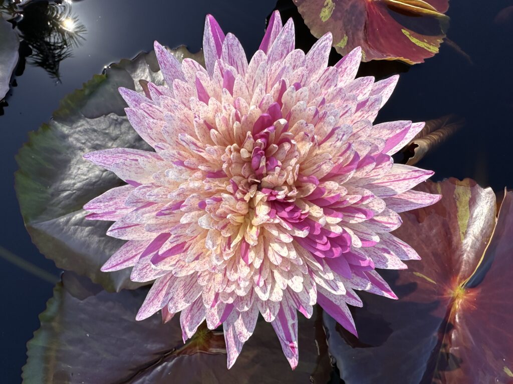 Surrounded by striated red and green lily pads, a waterlily bloom bursts forth with speckled purple and white petals.