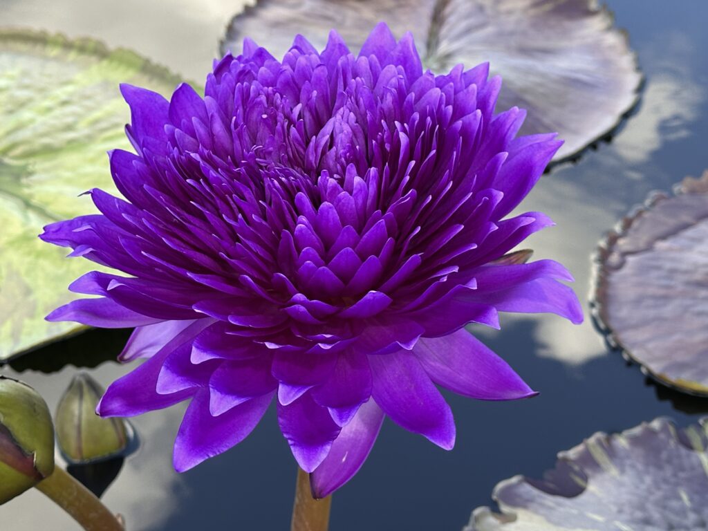 With lily pads in the background, the foreground is filled with a deep purple, chrysanthemum-like, waterlily flower.