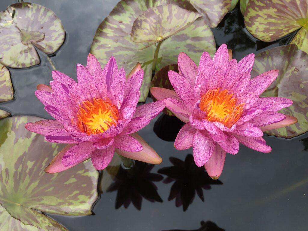 Two waterlily blooms stand out among green and red spotted lily pads. The blooms are orange in the center and have bright pink petals with purple specks.