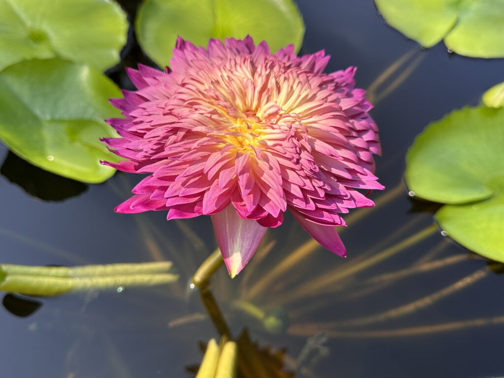 A pink waterlily flower that has a yellow center blooms above the water next to bright green lily pads.