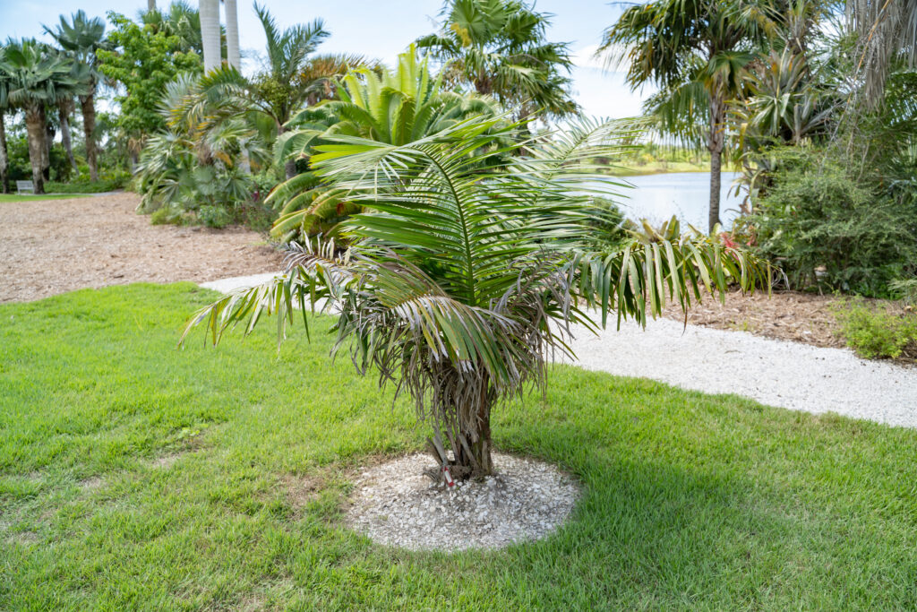 A small palm tree, no more than 6 feet tall, is planted in a grassy lawn. The background shows a lake and other palm trees planted in a garden bed.