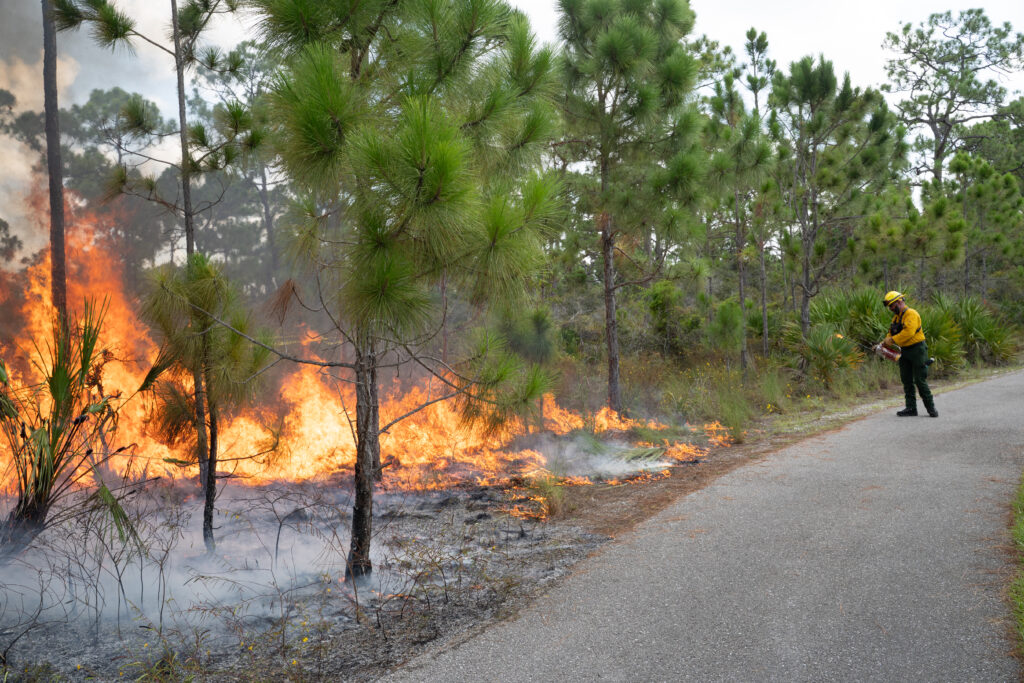 On the right side of the photo, a person in fire protective gear holds a lit torch while large flames burn across the landscape on the left of the photo. 