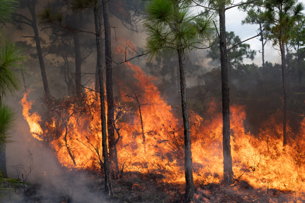 Large flames burn across the ground and the bases of tall pine trees.