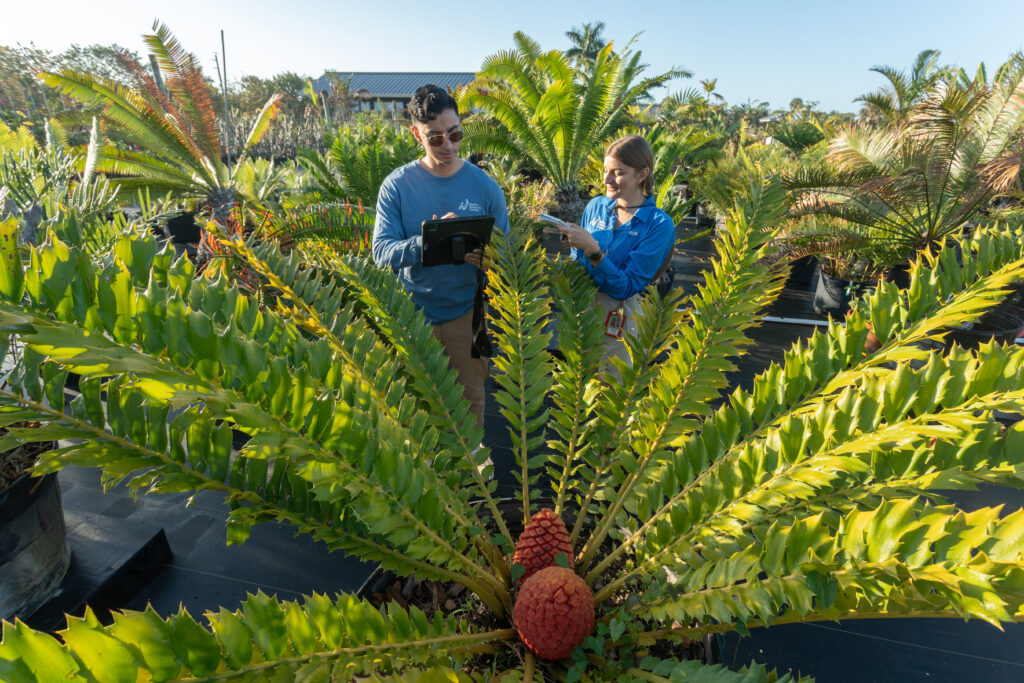 Two people stand in a nursey row observing and taking notes about a cycad with large, fishtail-like leaves and two red cones in the center.