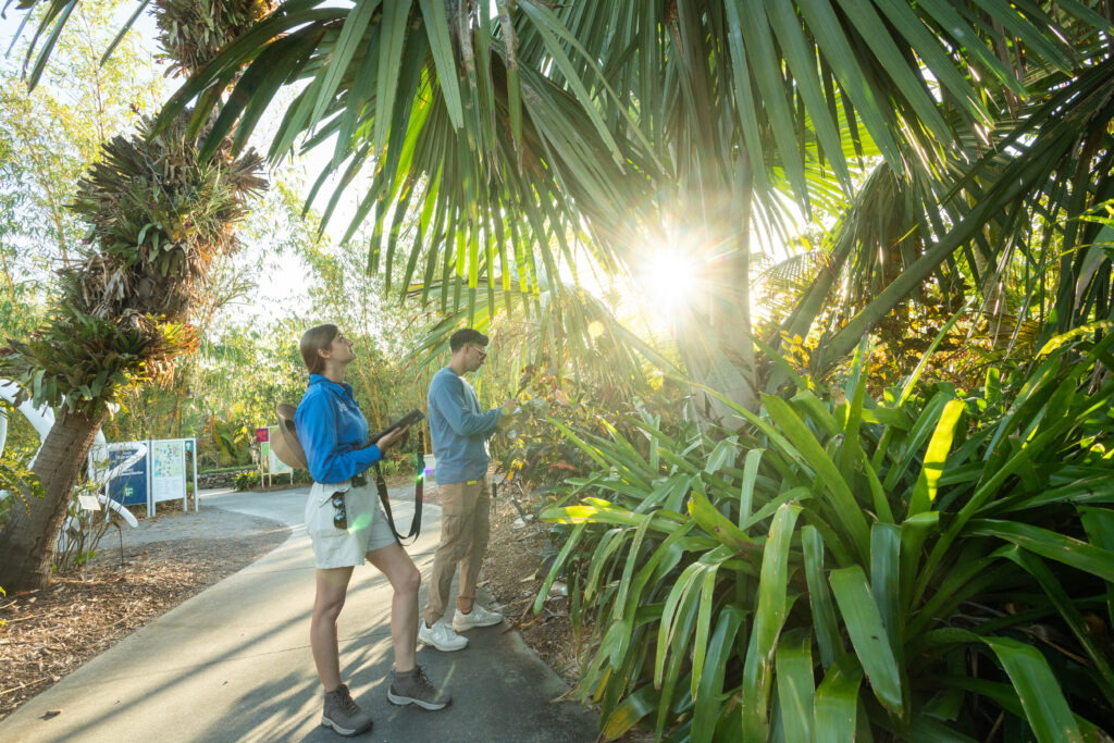 Two people stand on a lush garden pathway holding tablets and looking at a large palm tree.