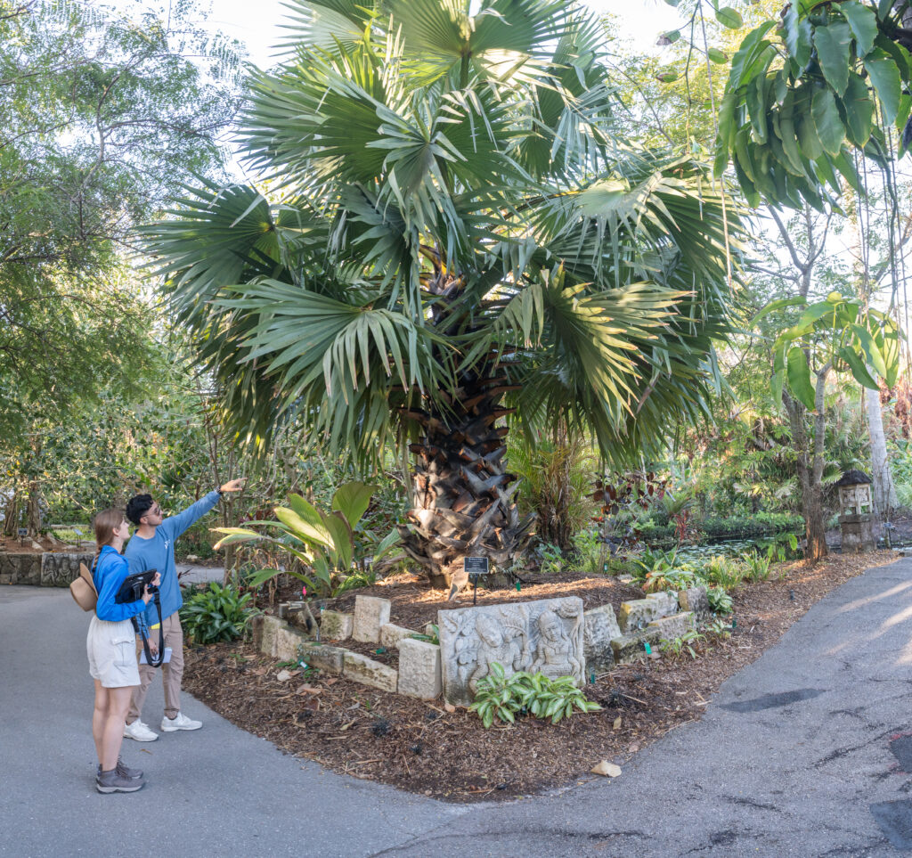 Two people observe a palm tree in a plant bed. One person is pointing at the short, thick trunk of the tree. There are decorative replicas of ancient ruins flanking the garden bed.