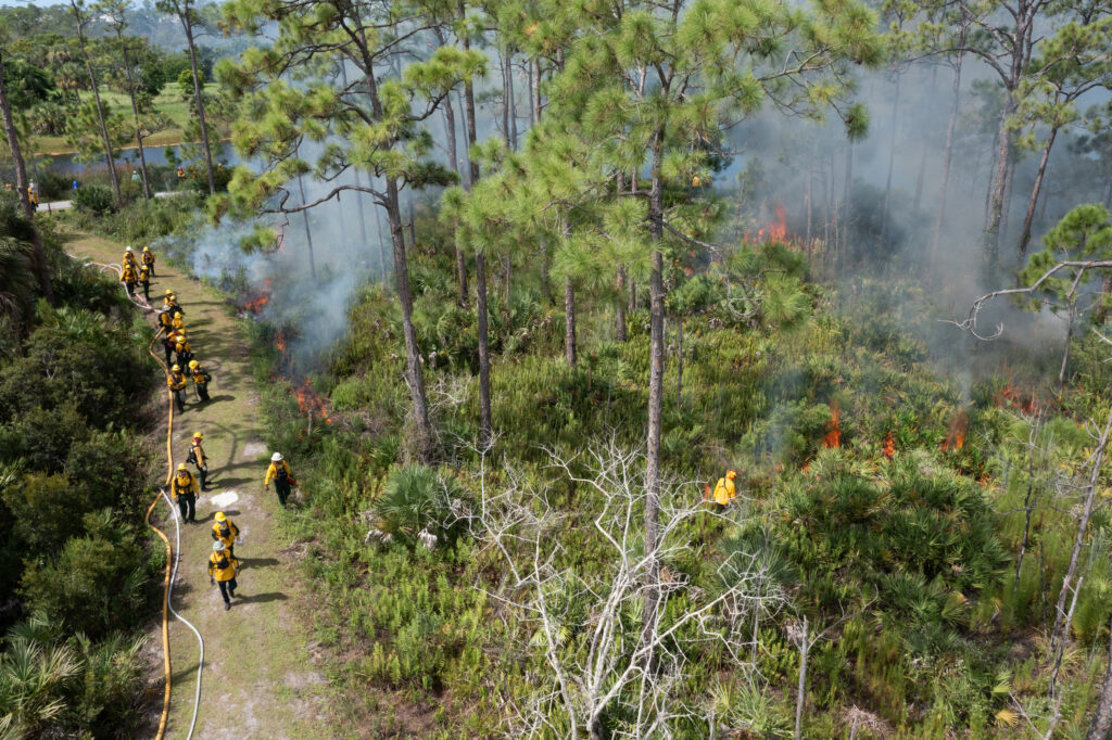 About twenty people stand on a pathway in fire protective gear next to stretched out fire hoses and monitor flames burning the land near them. The fire is burning through underbrush and saw palmettos while pine trees tower above. 