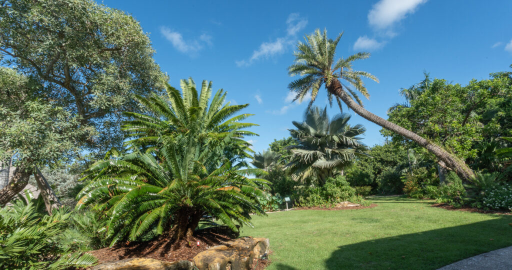 A landscape shot of a garden space shows a grassy lawn in the center with large palms, cycads, and tropical hardwood trees surrounding it.