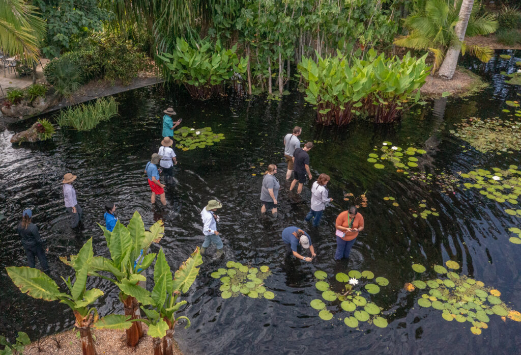 A group of 14 people wade in calf deep water with waterlilies floating on the surface. Some of the guests are taking photos of waterlilies. There is alligator flag and other tropical plantings on the edge of the water feature. 