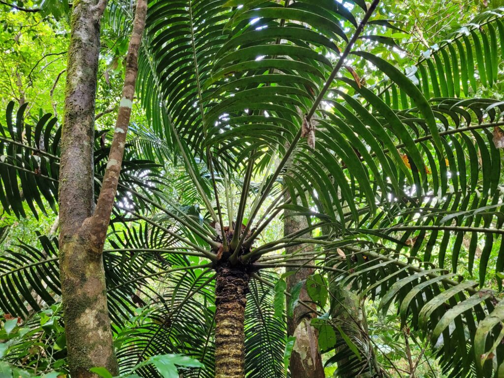 Resembling a smaller palm tree, this cycad has a skinny trunk and fonds that grow from the top of the trunk. The fronds each have many individual leaves on them.