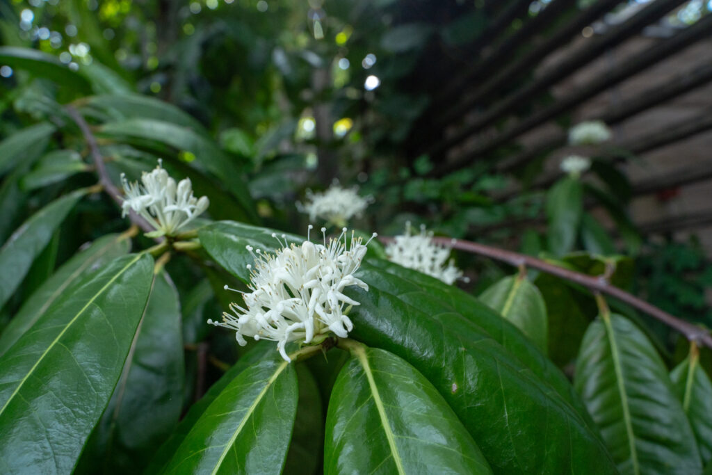 A cluster of wispy, white flowers grow on a branch next to long, dark green, glossy leaves.