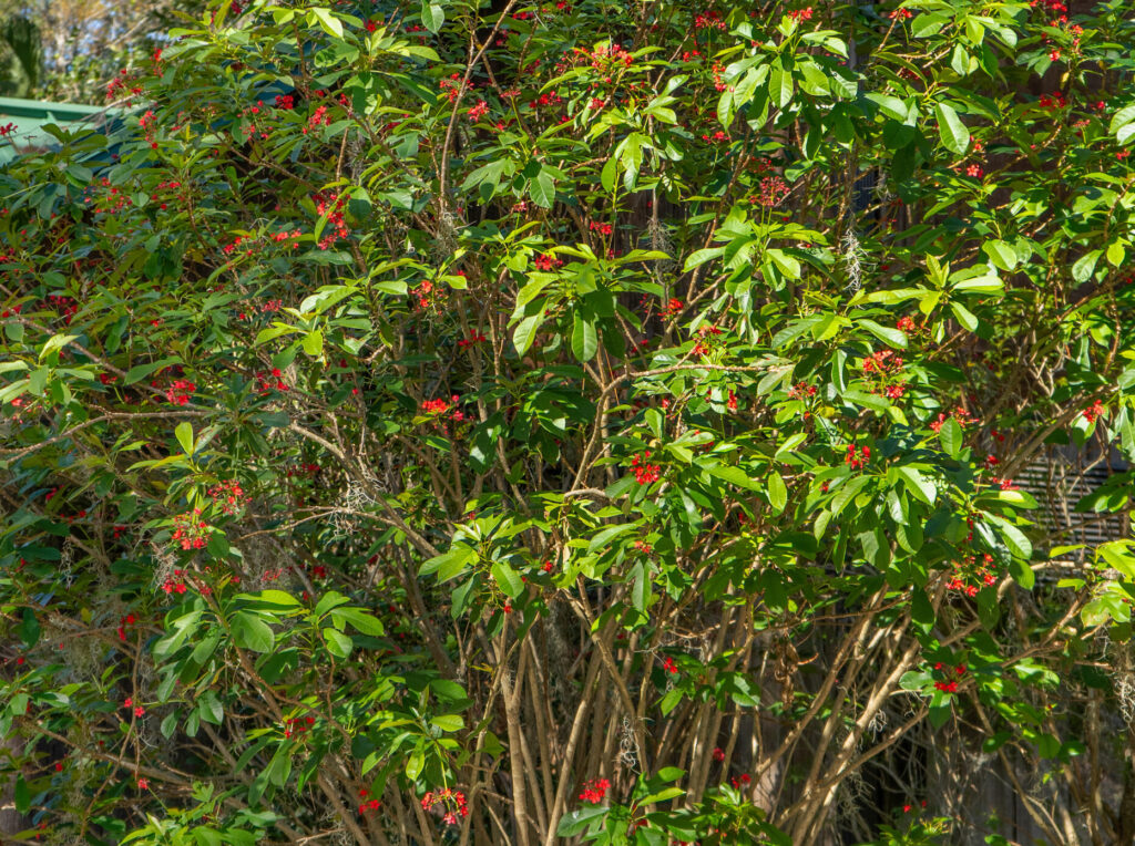 A small tree covered in shiny, oval shaped leaves and small red berries