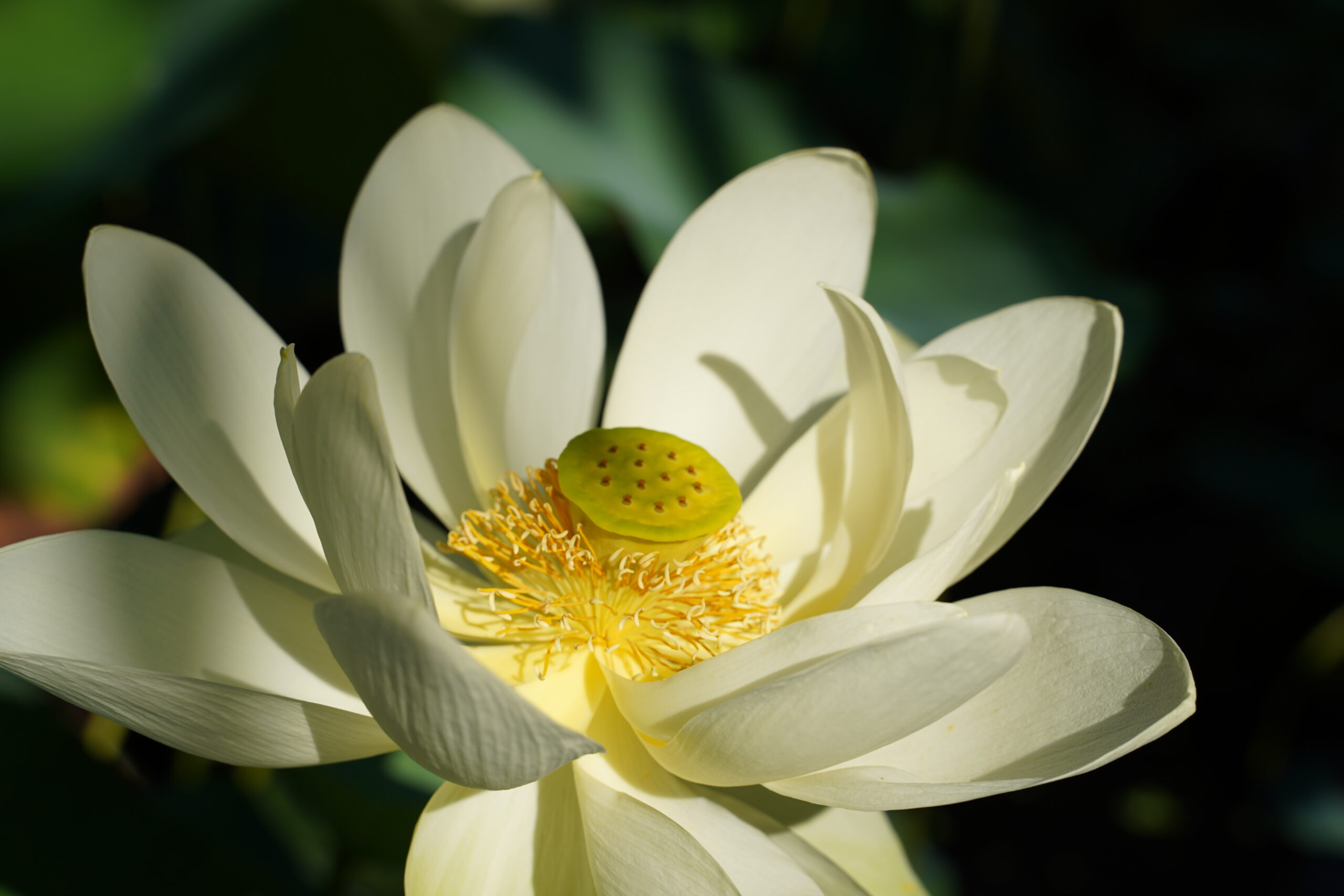 Sunlight shines on a white lotus flower with petals gently curling up toward the yellow center.