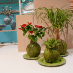 Three Kokedama are displayed on a white table. They each have different plants, one red flowered begonia, one small succulent, and one ponytail palm.