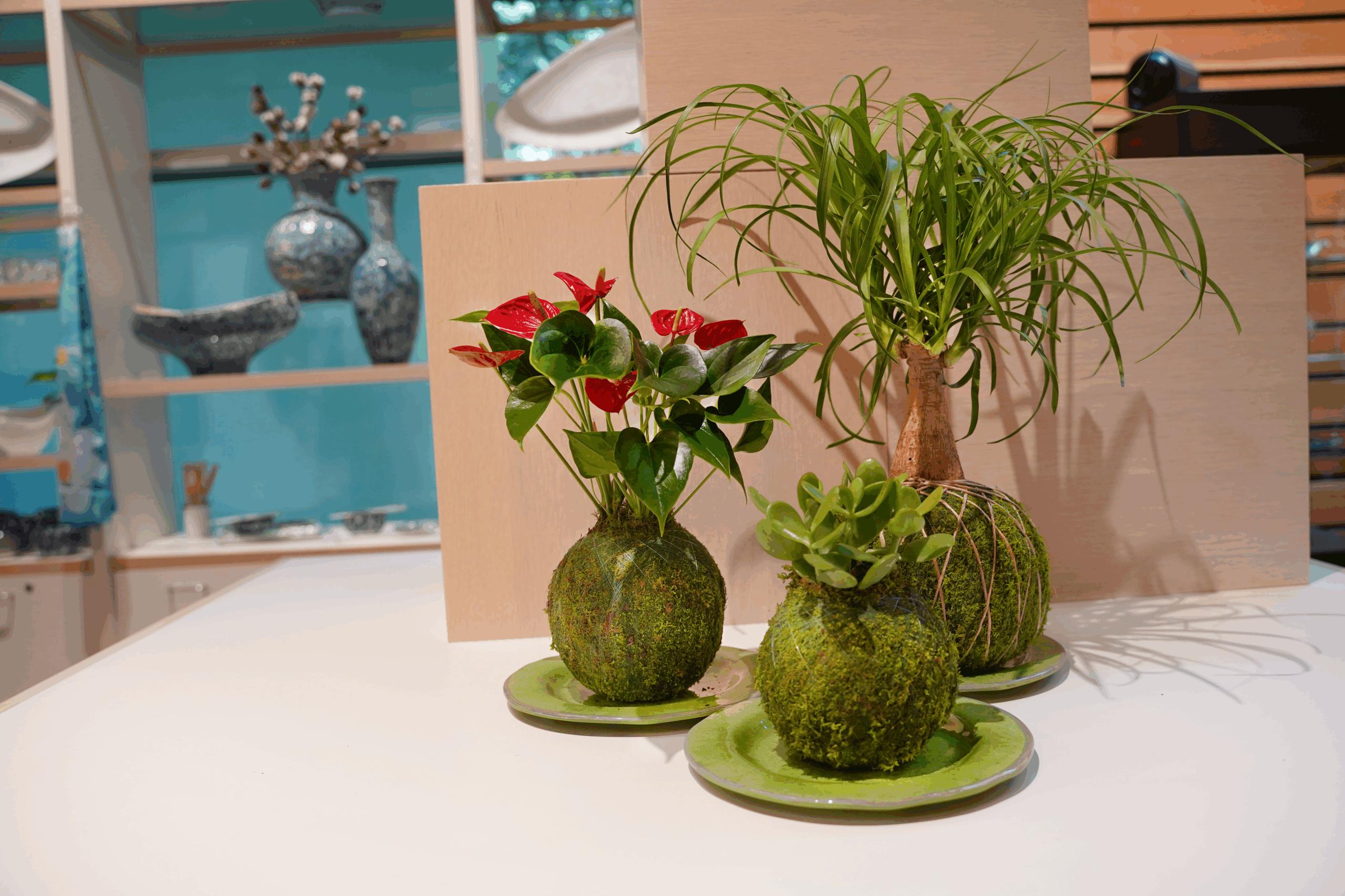 Three Kokedama are displayed on a white table. They each have different plants, one red flowered begonia, one small succulent, and one ponytail palm.