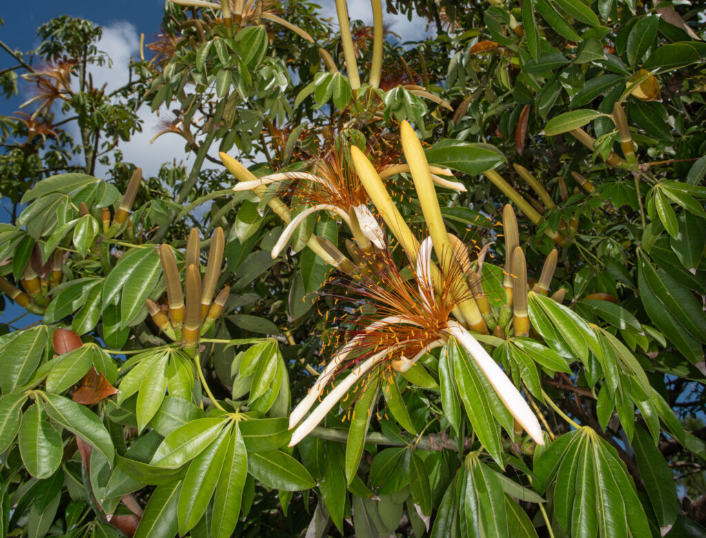 Growing against the backdrop of the sky, firework shaped flowers bloom from a tree with oblong shaped leaves. The flowers are yellow before they open and reveal red bursts when open.