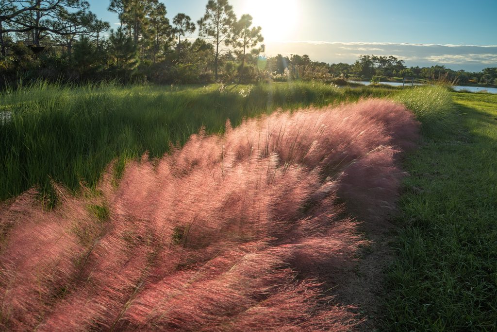 Pink, feathery grass bundles bloom and blow in the breeze.