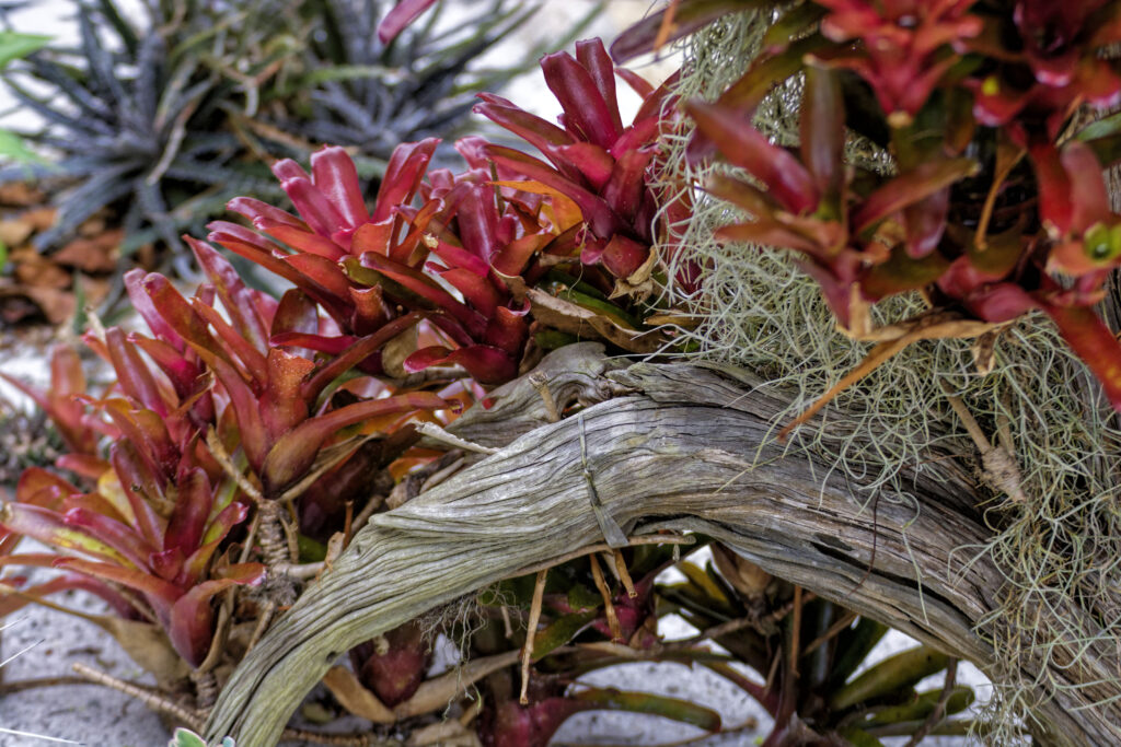 Bright red bromeliads and some grey Spanish moss grow attached to a small branch.