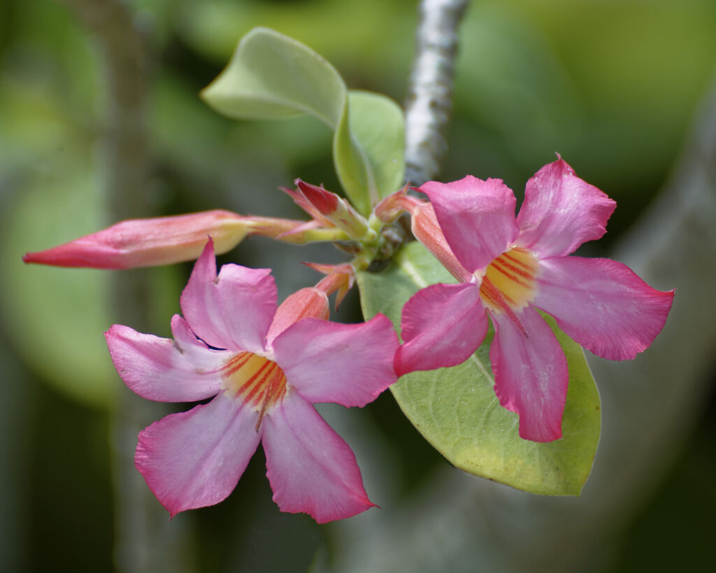 Two large, pink desert rose flowers bloom.