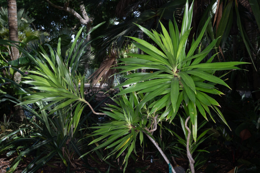 A plant grows with thin stems and clustered heads of long, skinny, green leaves. 