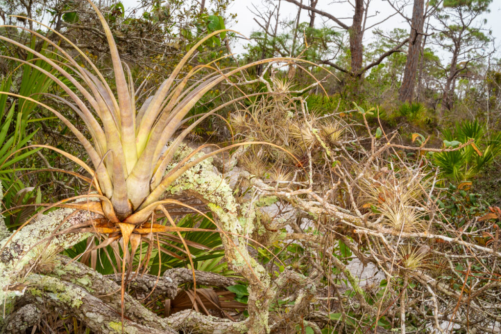 A branch in the Preserve hosts a large tillandsia and many smaller ones. There are saw palmettos and other shrub like plants and trees in the background.