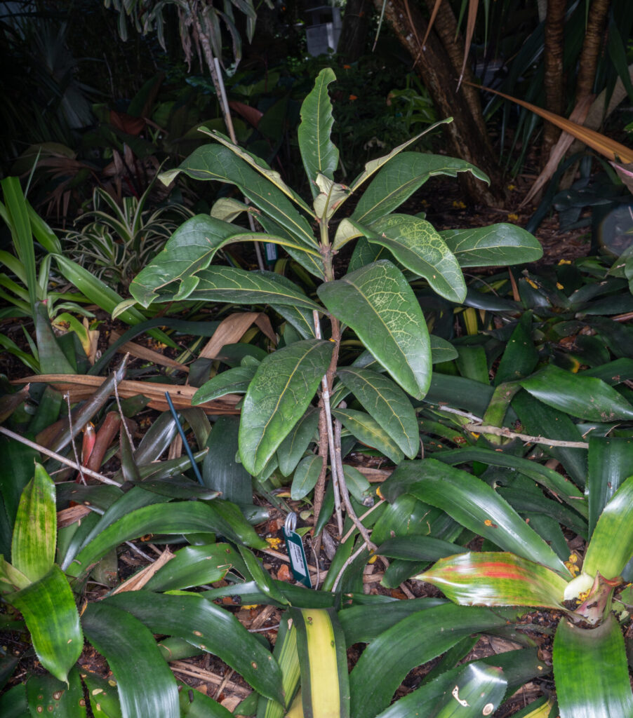 A short, young plant grows next to bromeliads. The plant has long, dark green oblong leaves. 