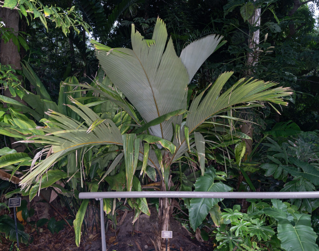 A short palm tree grows with silver-grey fronds next to a boardwalk railing.