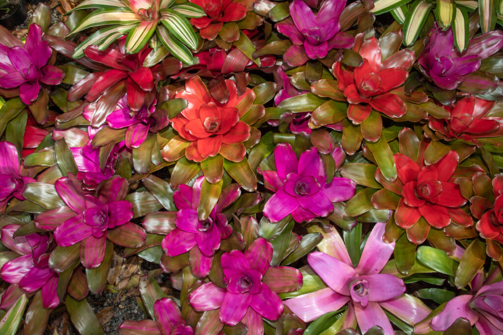 A cluster of small bromeliads, ranging in colors from light pink to bright red, are planted close together.