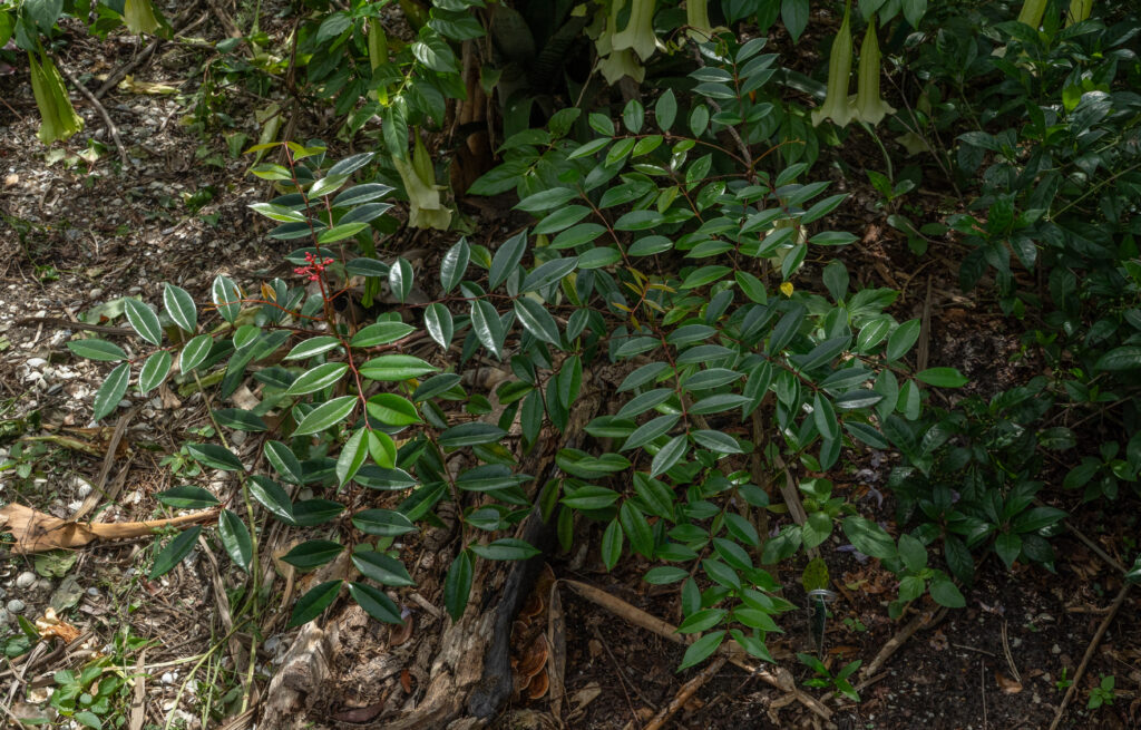 A shrub-like plant grows in the shade of a tree. It has long stems and oblong, opposite-growing leaves. 